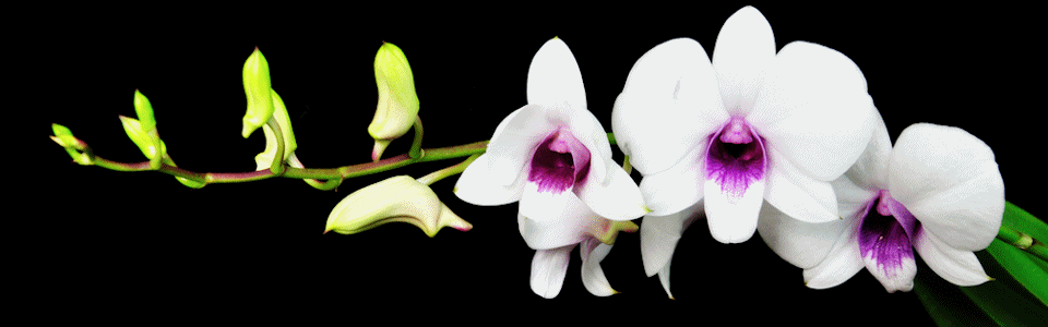 Case Studies & Testimonials. Orchids Hero