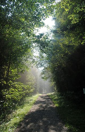 FAQ & Contact. forest with light